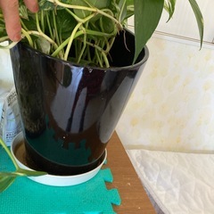 観葉植物の画像