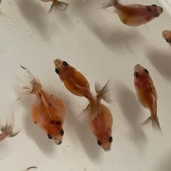 金魚 更紗ピンポンパール 稚魚の画像