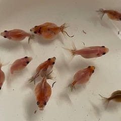 金魚 更紗ピンポンパール 稚魚の画像