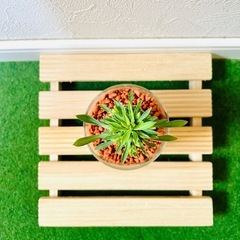 峨眉鉄　ユーフォルビア　多肉植物　ハイドロカルチャー　セラミスの画像