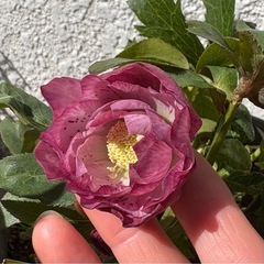 クリスマスローズ　ダブルの画像