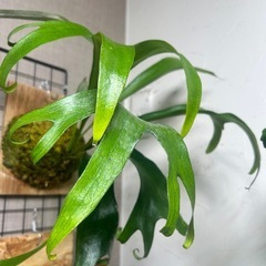 ビカクシダ　マジュス　スポアの画像