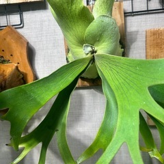 ビカクシダ　ウィリンキー 月光爪哇　ゲッコウジャワの画像