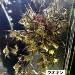 3月より販売開始‼️ ✨サンタイザベル産レッドショルダーエンゼル（F3）✨②の画像