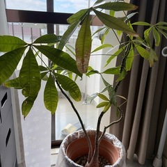 パキラ /84cm/鉢付き／無料の画像