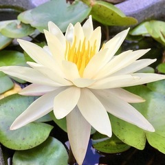 水蓮の根茎の画像