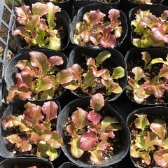 サニーレタス苗🌱の画像