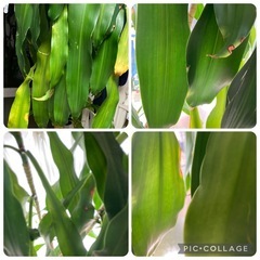 観葉植物　大型　室内　ドラセナの画像