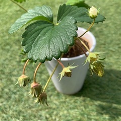 いちごの苗(鉢付き)の画像