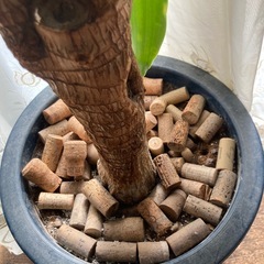 観葉植物　大型　室内　ドラセナの画像