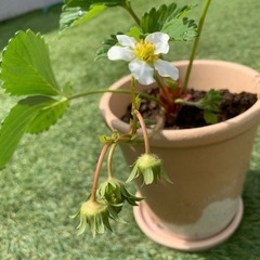 いちごの苗(鉢付き)の画像