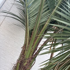 ココスヤシ 約2.2m 幹太 シンボルツリー ドライガーデン の画像
