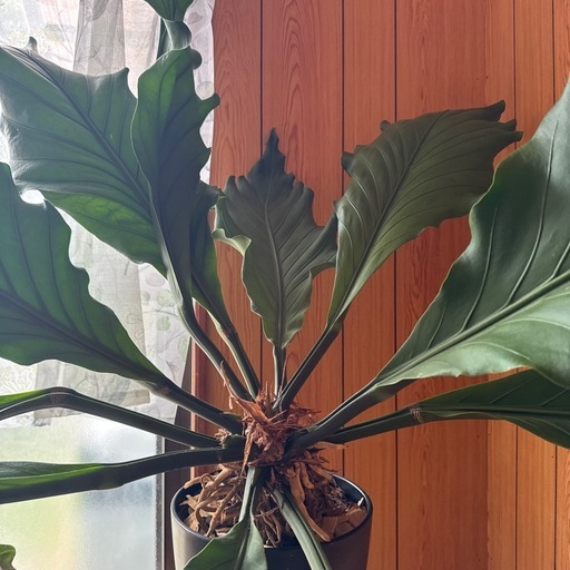20パーセントオフ中?レア大型観葉植物アンスリウムフーケリー
