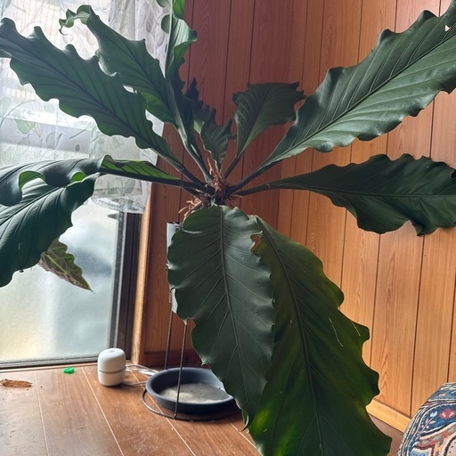 20パーセントオフ中?レア大型観葉植物アンスリウムフーケリー
