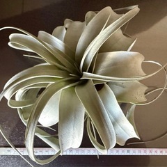 エアプランツ キセログラフィカとチランジアの画像