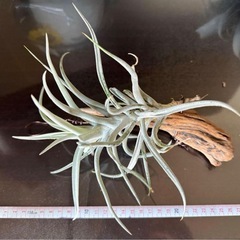 エアプランツ キセログラフィカとチランジアの画像