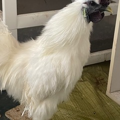 烏骨鶏5羽(メス2羽オス3羽) - 里親募集