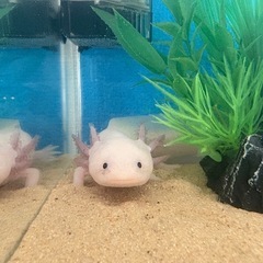 ウーパールーパー