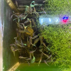 グッピー100匹水槽ごとあげますの画像