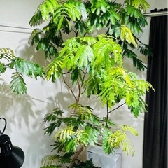 大型エバーフレッシュ＋トキワシノブの画像