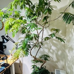 大型エバーフレッシュ＋トキワシノブの画像