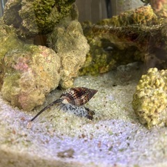 アクアリウムセットの画像