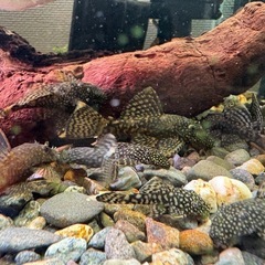 ブッシープレコの画像