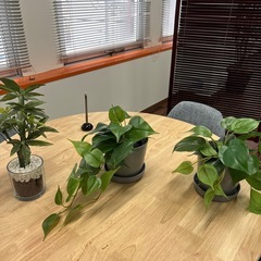 フェイクグリーン3つセットの画像