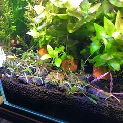 ハイグロフィラピンナティフィダ溶岩石付5個セットの画像