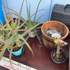 プランター 鉢 アロエの画像
