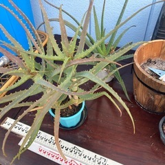 プランター 鉢 アロエの画像