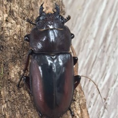 マクレランドノコギリクワガタ ペアの画像