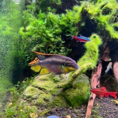 カラフル熱帯魚の画像