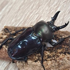 ニジイロクワガタ パープル系 ペアペアの画像