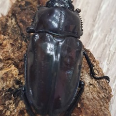 ニジイロクワガタ パープル系 ペアペアの画像