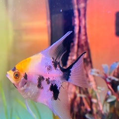 コイエンゼルフィッシュ 1匹の画像