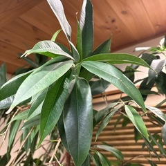 観葉植物の画像