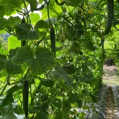 【伊予市】農業のお手伝いさん募集の画像