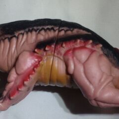 ウルトラ怪獣 キングモーラット ソフビ 1997 バンダイの画像