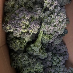 募集とりあえず終わり。の画像