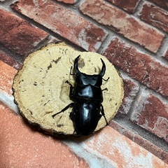 オオクワガタ　愛知県産ペアの画像