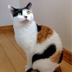 甘えん坊でかまってちゃんのチャチャ