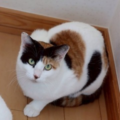 甘えん坊でかまってちゃんのチャチャ - 横浜市