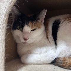 甘えん坊でかまってちゃんのチャチャ − 神奈川県