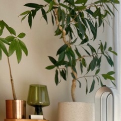 【取引中】観葉植物・アマゾンオリーブお譲りします。【室内園芸・鉢植え】の画像