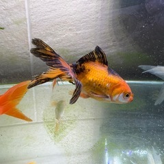 琉金 キャリコ 虎柄 金魚の画像