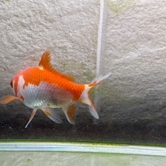 コメット 金魚の画像