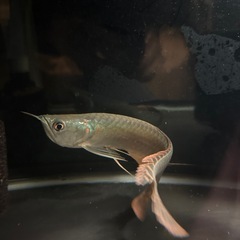 シルバーアロワナ20cm前後の画像