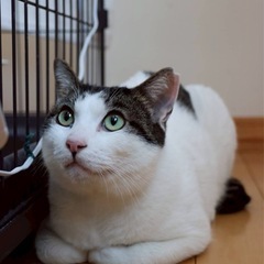 天真爛漫！性格◎のイケニャン