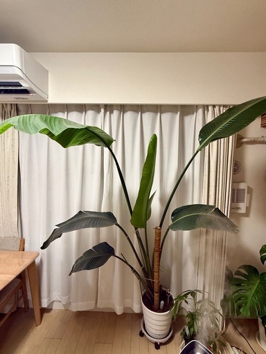 大型 観葉植物 ストレリチア オーガスタ 約2m 